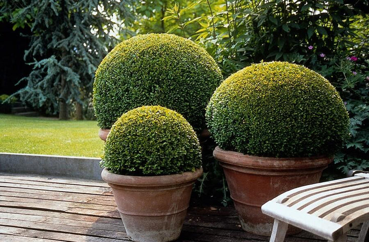 60 Buxus Sempervirens boxwood plants, 10-25cm tall, lush green evergreen shrubs for landscaping by Everspring