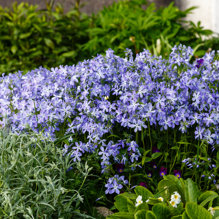 48x Phlox (S) 'Emerald Cushion Blue'- ↕10-25cm - Ø9cm
