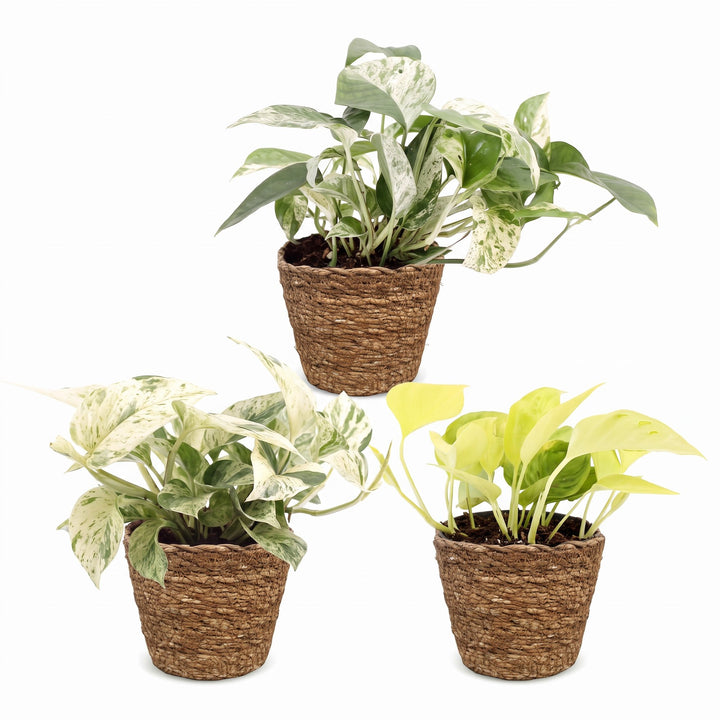 Epipremnum Tricolour trio houseplants, pack of 3 in basket, image 2