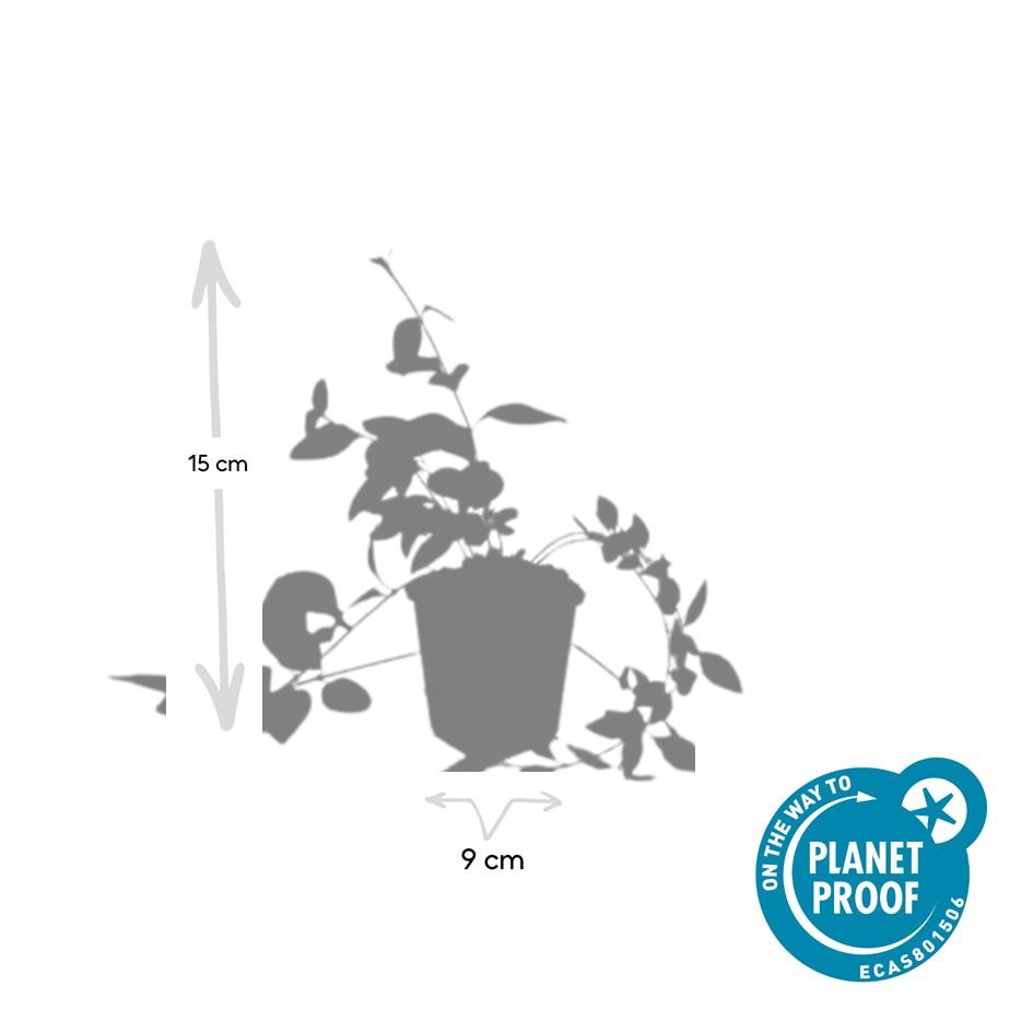 48x Vinca major 'Alba' White Periwinkle - Evergreen Ground Cover