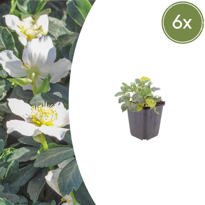 6x Helleborus niger - ↕10-25cm - Ø9cm
