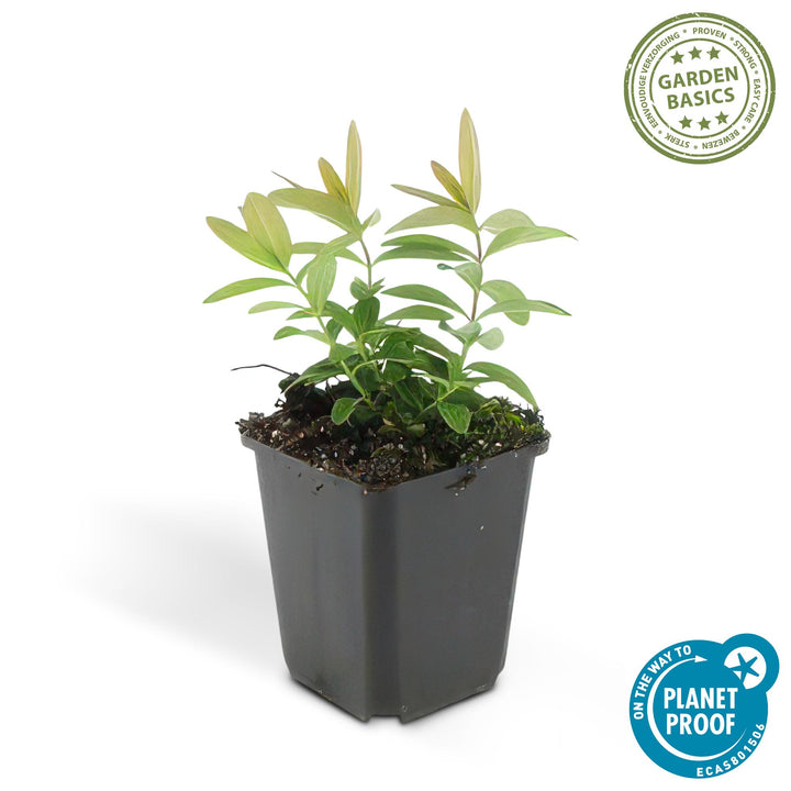 48x Hypericum Calycinum Semi-Evergreen Ground Cover - 10-25cm - Ø9cm