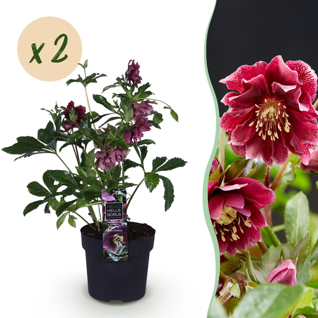 2x Helleborus orientalis 'Double Ellen Red' Lenten Rose in 14cm pots