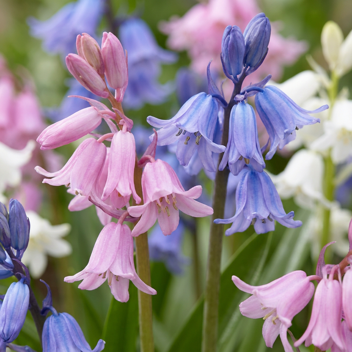 80x Hyacinthoides Hispanica mix - Jacinthe des bois d'Espagne en mélange - Divers - Bulbe naturalisant - Calibre 7/8