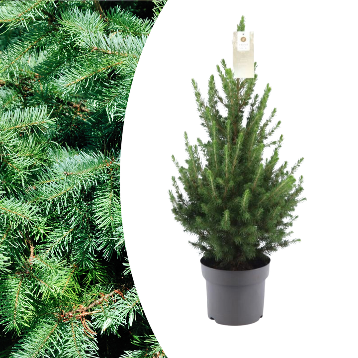 Potted Christmas Tree 70cm - Dwarf Picea Glauca Conica Spruce