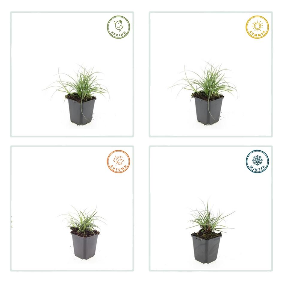 6x Luzula nivea - ↕10-25cm - Ø9cm