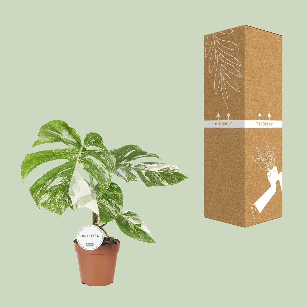 Monstera Deliciosa Swiss Cheese Plant - 45cm Indoor Houseplant