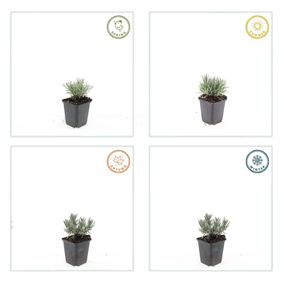 40x Lavandula Edelweiss White Lavender Plants - 9cm Pot