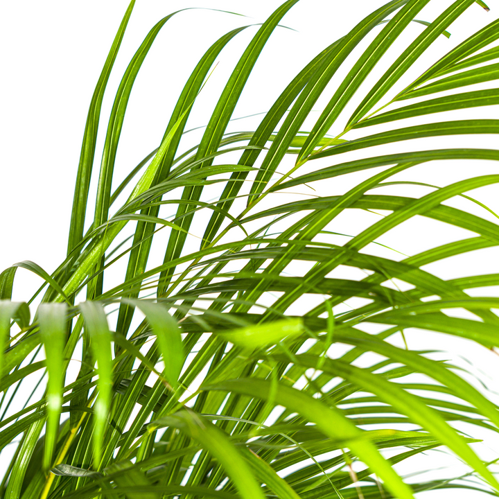 Dypsis Areca Lutescens 120-140cm — Areca Palm in 24cm pot