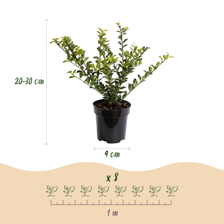 40 Ilex crenata 'Convexa' Japanese holly plants in 9cm pots, 20-30cm tall - view 4