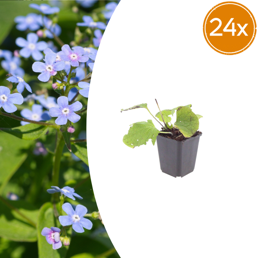 Pack of 24 Brunnera macrophylla, 10-25cm, 9cm pot