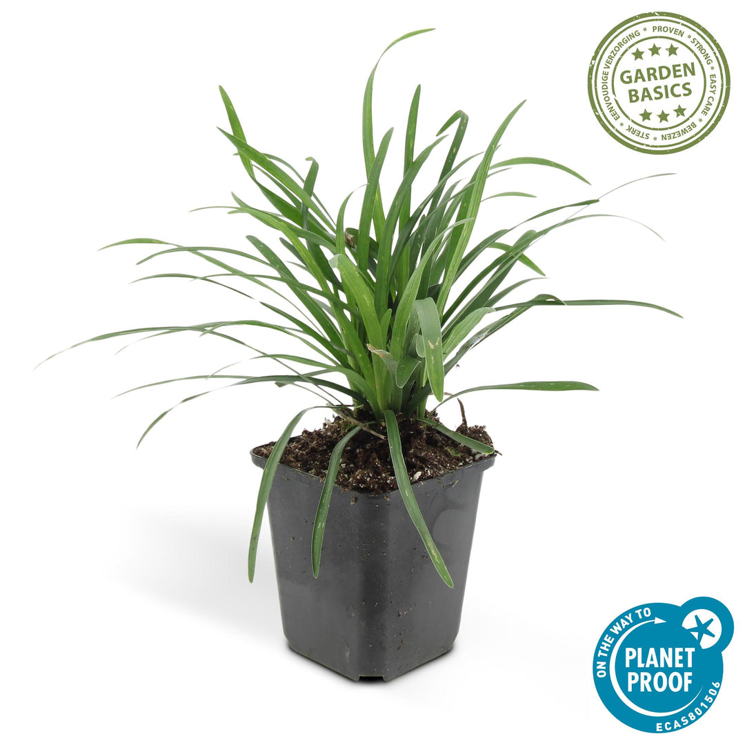 Liriope Muscari Moneymaker - Purple Flowering Groundcover Plants