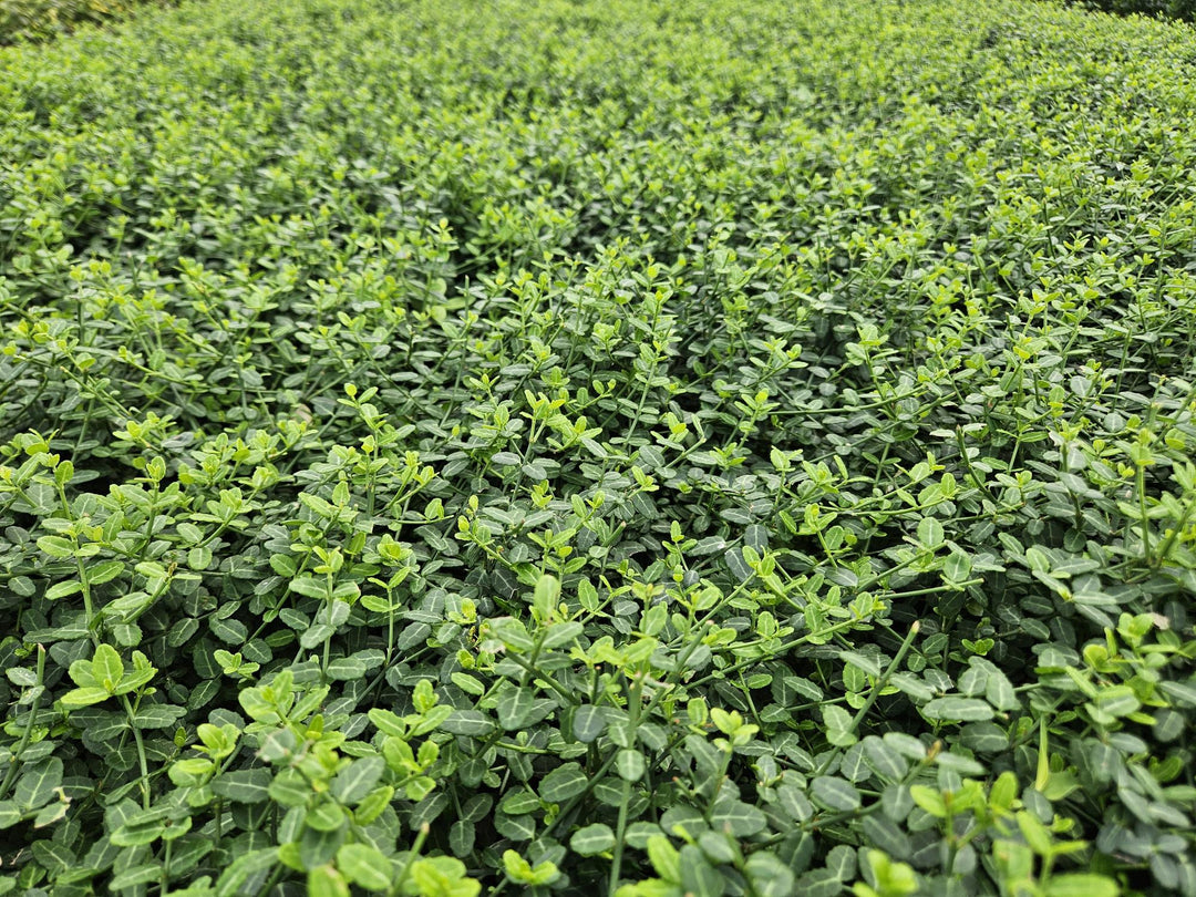 40x Euonymus fortunei 'Minimus' Dense Green Ground Cover 9cm