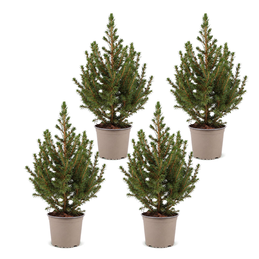 Pack of 4 potted dwarf spruce Christmas trees, 45cm in 13cm pots - view 2