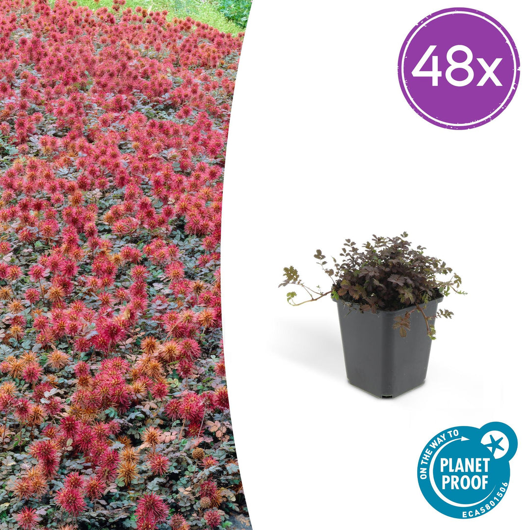 48x Acaena Microphylla Kupferteppich Bronze Ground Cover 9cm