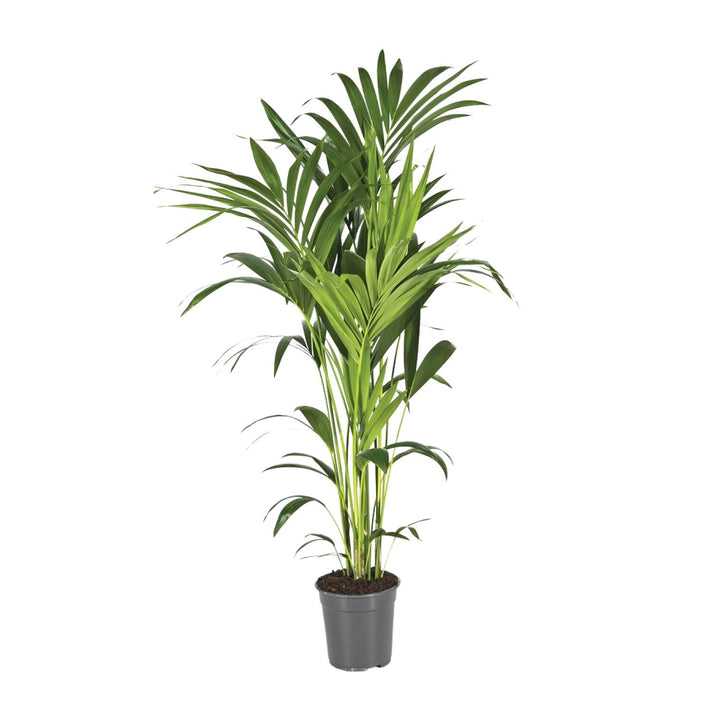 Kentia Palm Howea Forsteriana 130cm - Large Indoor Plant Air Purifier
