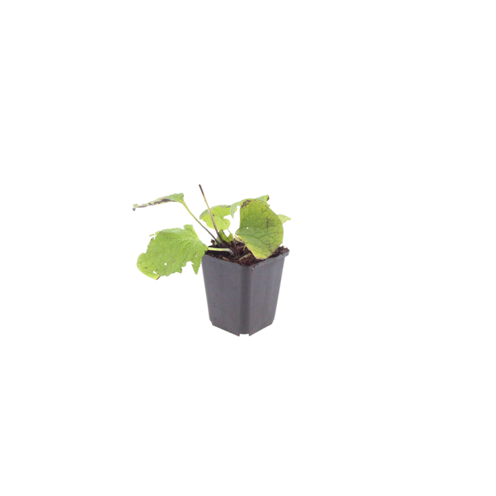 24x Brunnera macrophylla - ↕10-25cm - Ø9cm