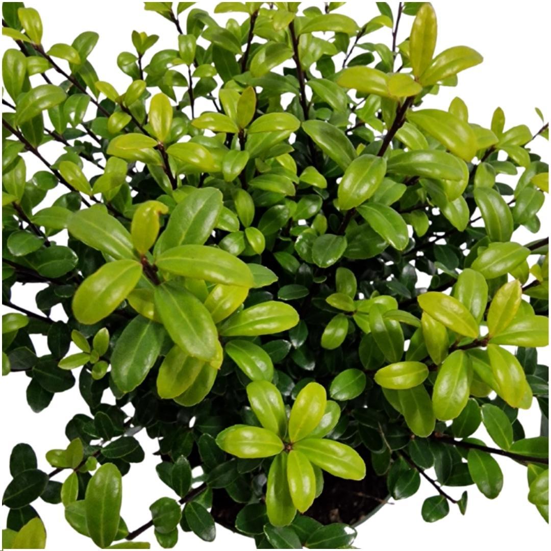 Ilex crenata 'Jenny' mountain holly plants, pack of 24, image 3