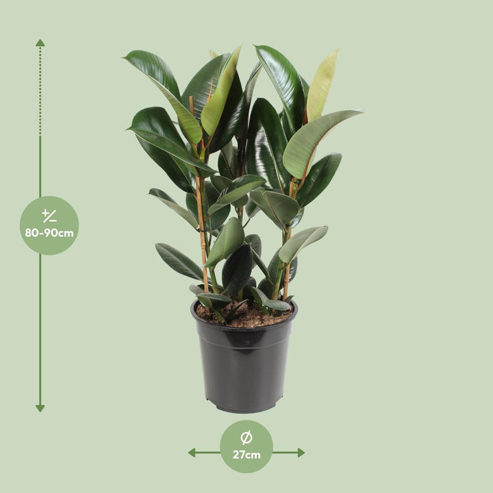 Ficus Elastica Robusta 85cm - Rubber Plant Air Purifier 27cm Pot