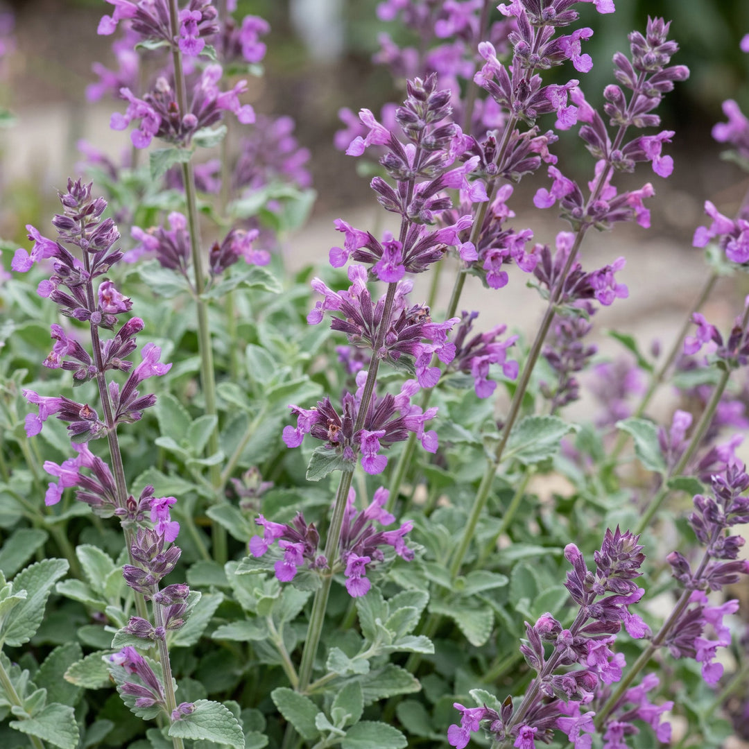 Pack of 24 Nepeta racemosa 'Grog' catmint plants in 11cm pots - view 5