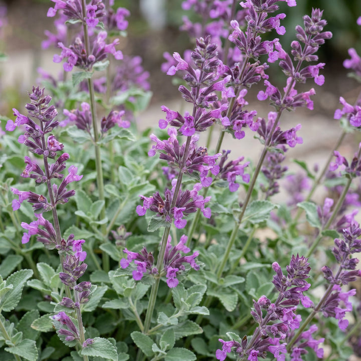 Pack of 24 Nepeta racemosa 'Grog' catmint plants in 11cm pots - view 5