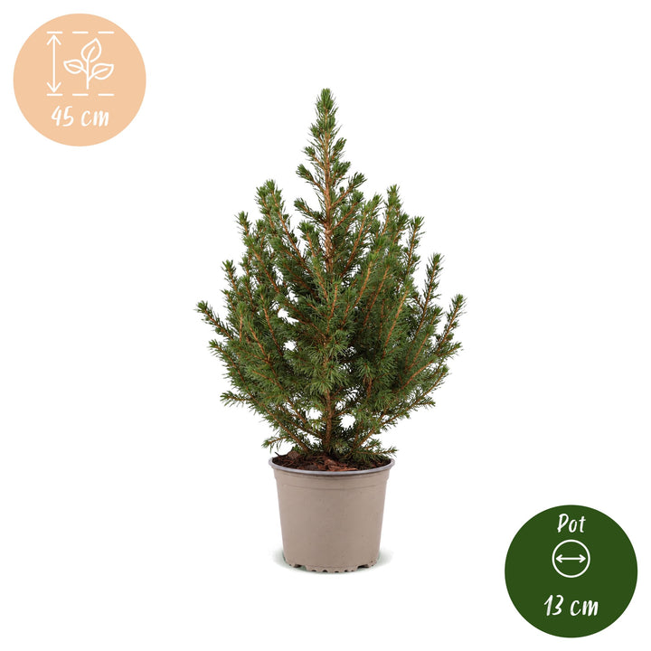 Picea glauca Conica Dwarf Alberta Spruce living Christmas tree in 13cm pot, image 5