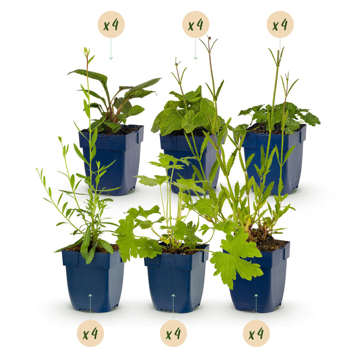 Border pack of 24 mixed perennials in 11cm pots, bee and butterfly theme - view 2