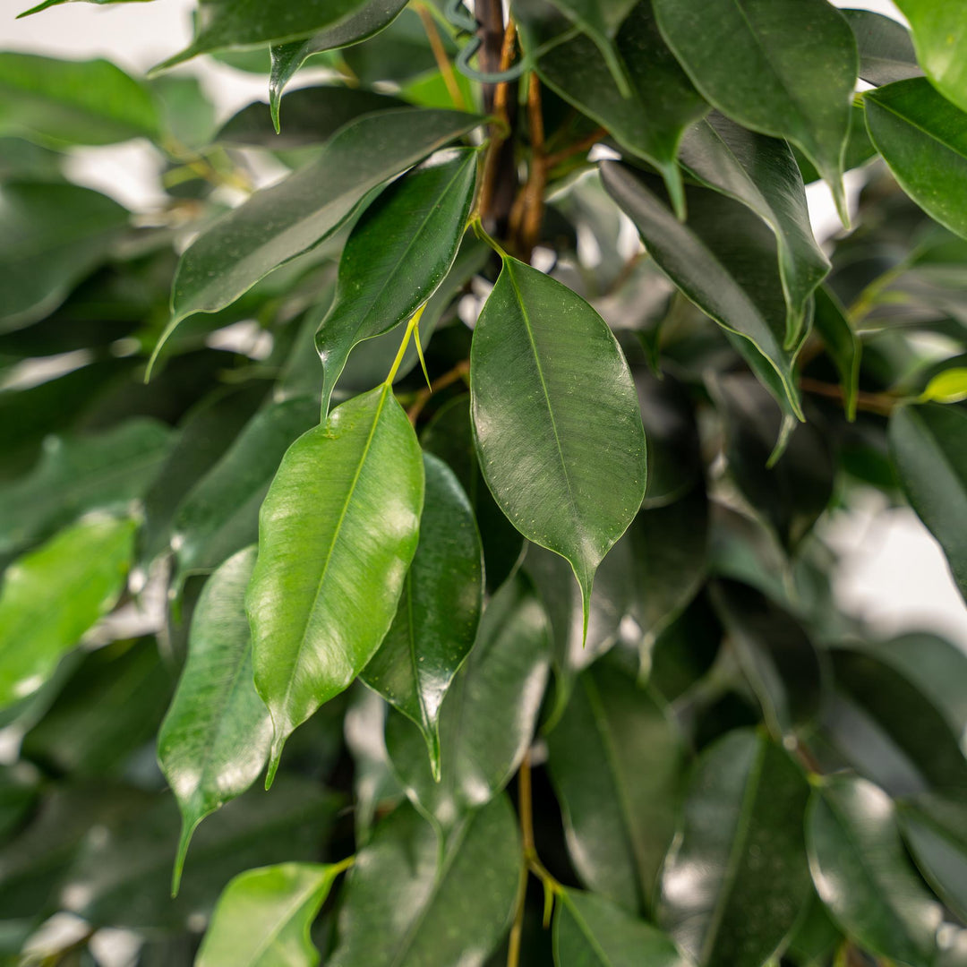 Ficus benjamina Danielle - Ø21cm - ↕95cm + Basket Selin