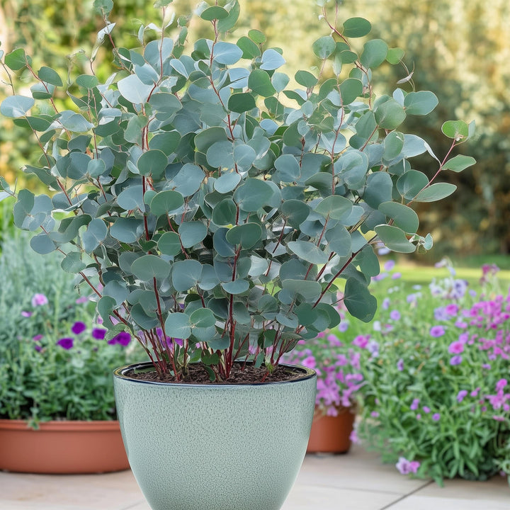Pack of 4 Eucalyptus gunnii plants in 17cm pots, 40cm tall - view 4