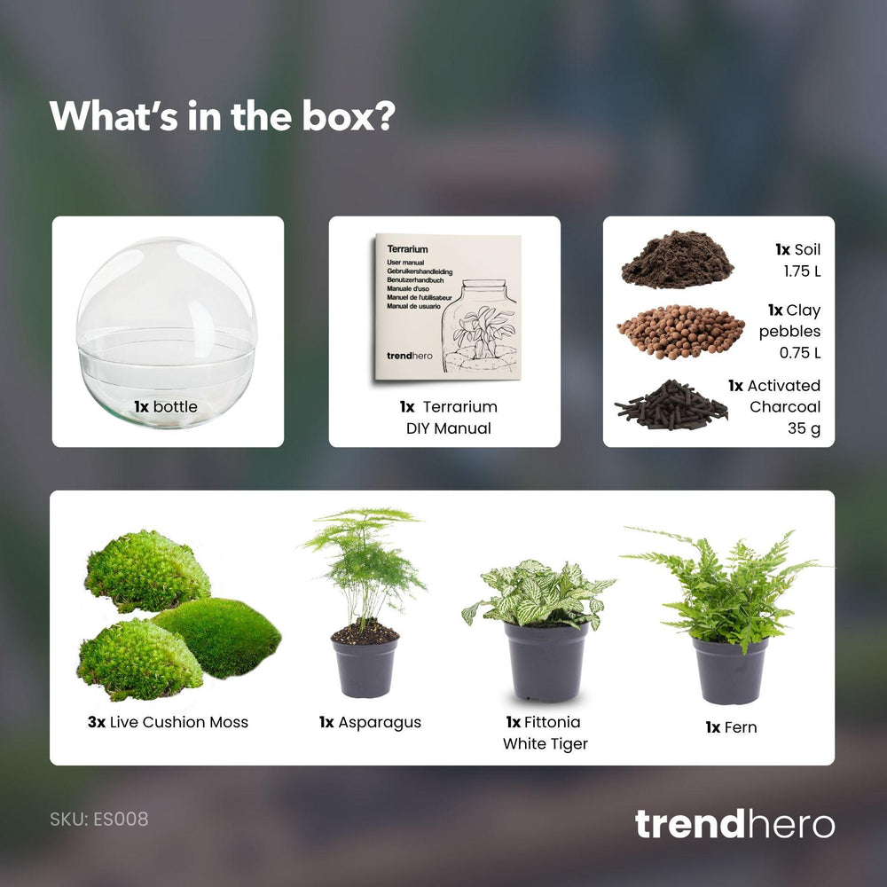 DIY terrarium kit with glass dome, live cushion moss, asparagus, Fittonia, fern, and planting manual