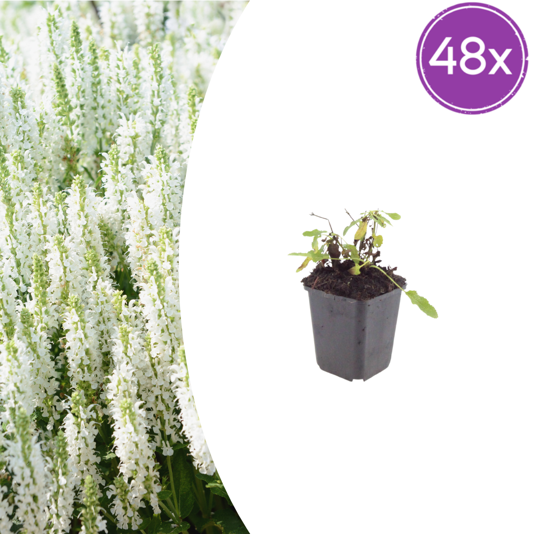 48x Salvia n. 'Schneehugel' - ↕10-25cm - Ø9cm