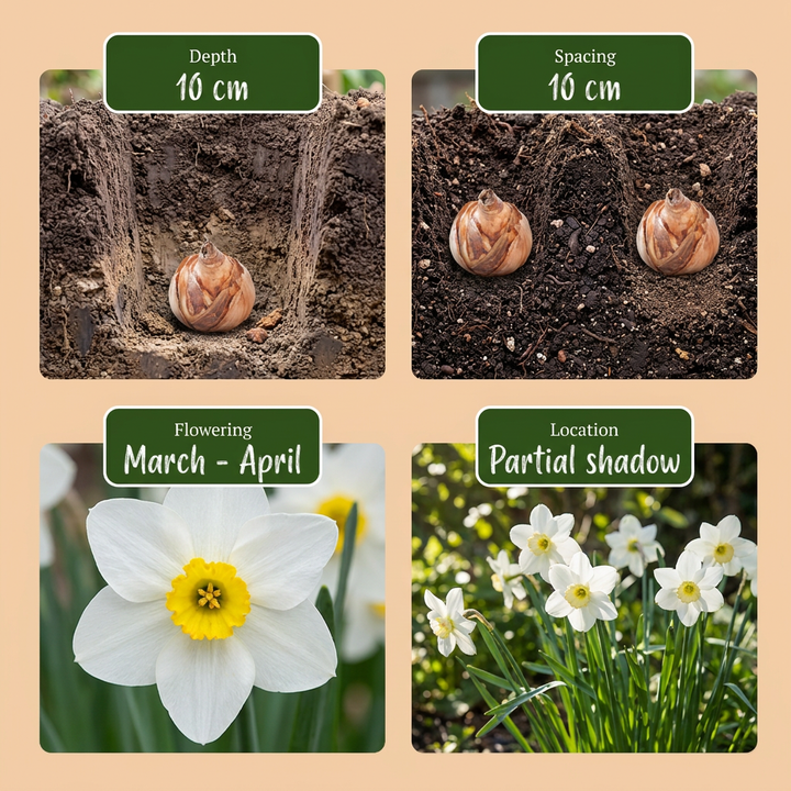 240x Bulb Wet Garden - Bulbe de jardin humide - Divers - Floraison estivale - Calibre 10/12
