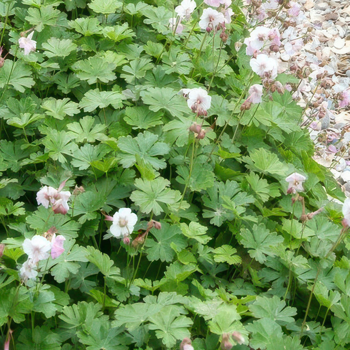 Geranium Biokovo Groundcover Plants - Pink White Flowers 9cm Pots