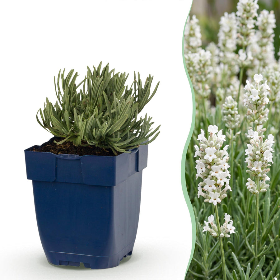 Lavandula angustifolia 'Hidcote' lavender, pack of 24 plants in 11cm pots