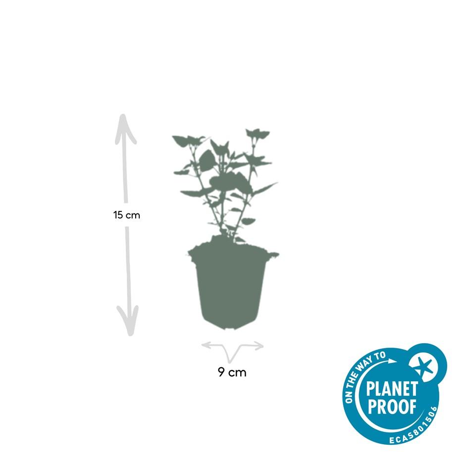 24x Agastache Blue Fortune Planten - Lavendelblauwe Perennial - Ø9cm Potten