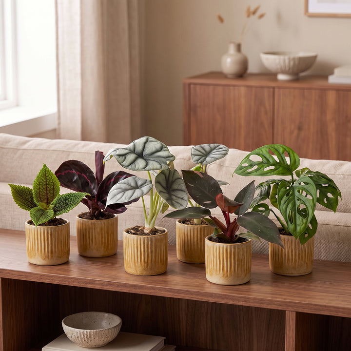 Baby Jungle Mix tropical houseplants, pack of 6, image 3