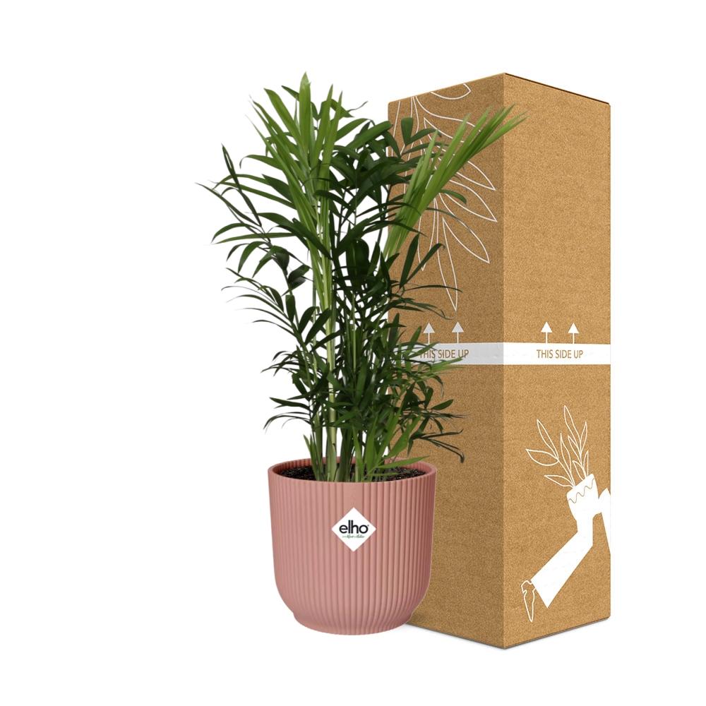 Chamaedorea Elegans - Dwarf Mountain Palm Indoor Plant 14cm Pot