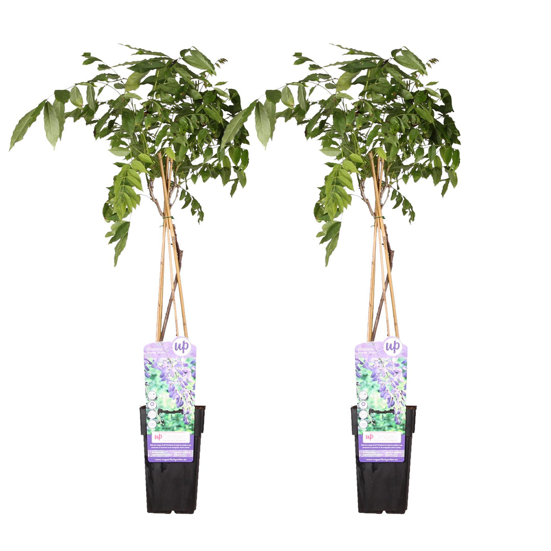 Wisteria sinensis Prolific Blue Rain Climbing Plant 65cm - Set of 2