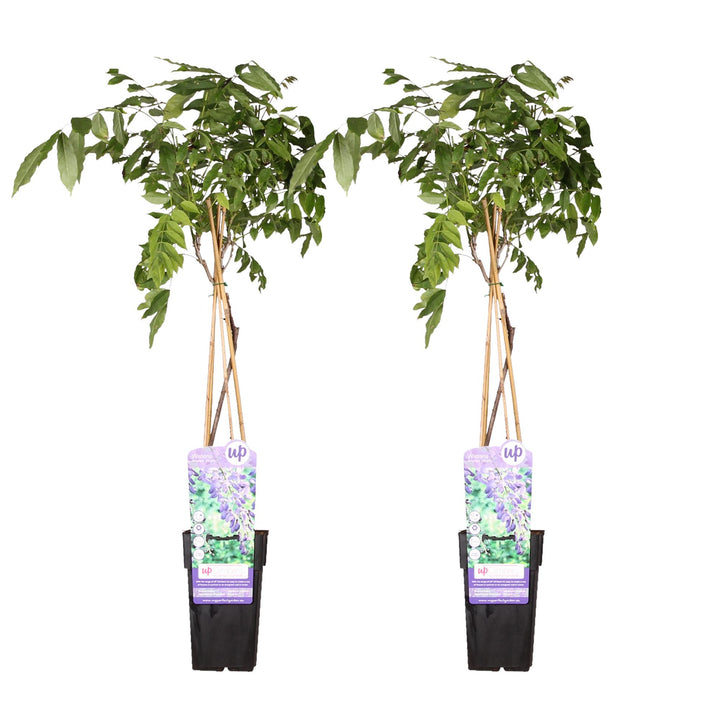 Wisteria sinensis Prolific Blue Rain Climbing Plant 65cm - Set of 2