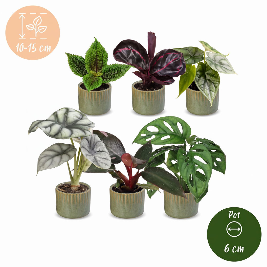 Baby Jungle Mix tropical foliage plants, pack of 6, image 5