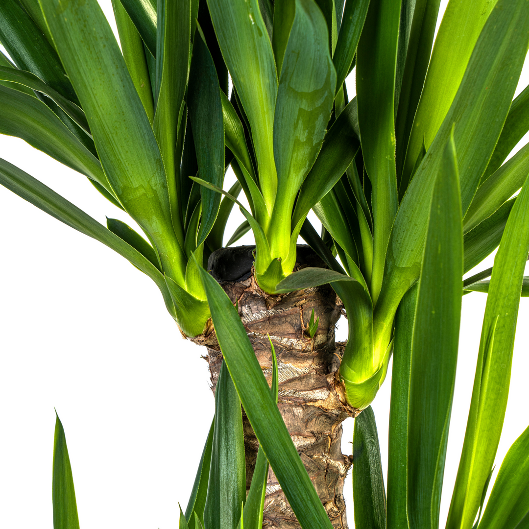Yucca Elephantipes 90-110cm — Spineless Yucca in 21cm pot, with basket