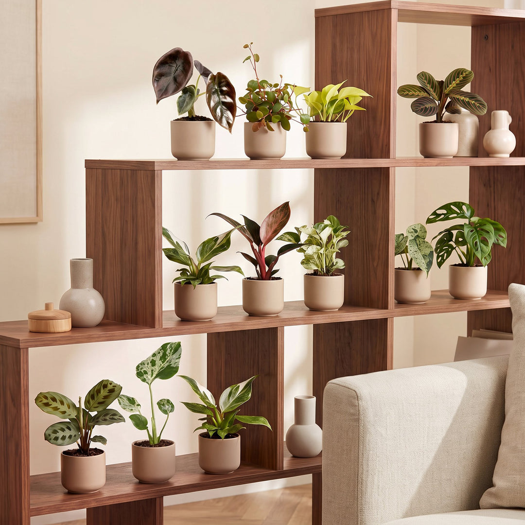 Baby Plants Surprise Box, 12 tropical plants in 6cm pots, image 3