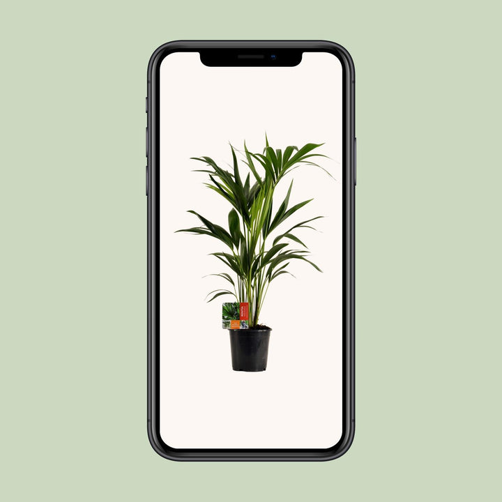 Kentia Palm Howea Forsteriana 100cm - Low Light Indoor Plant