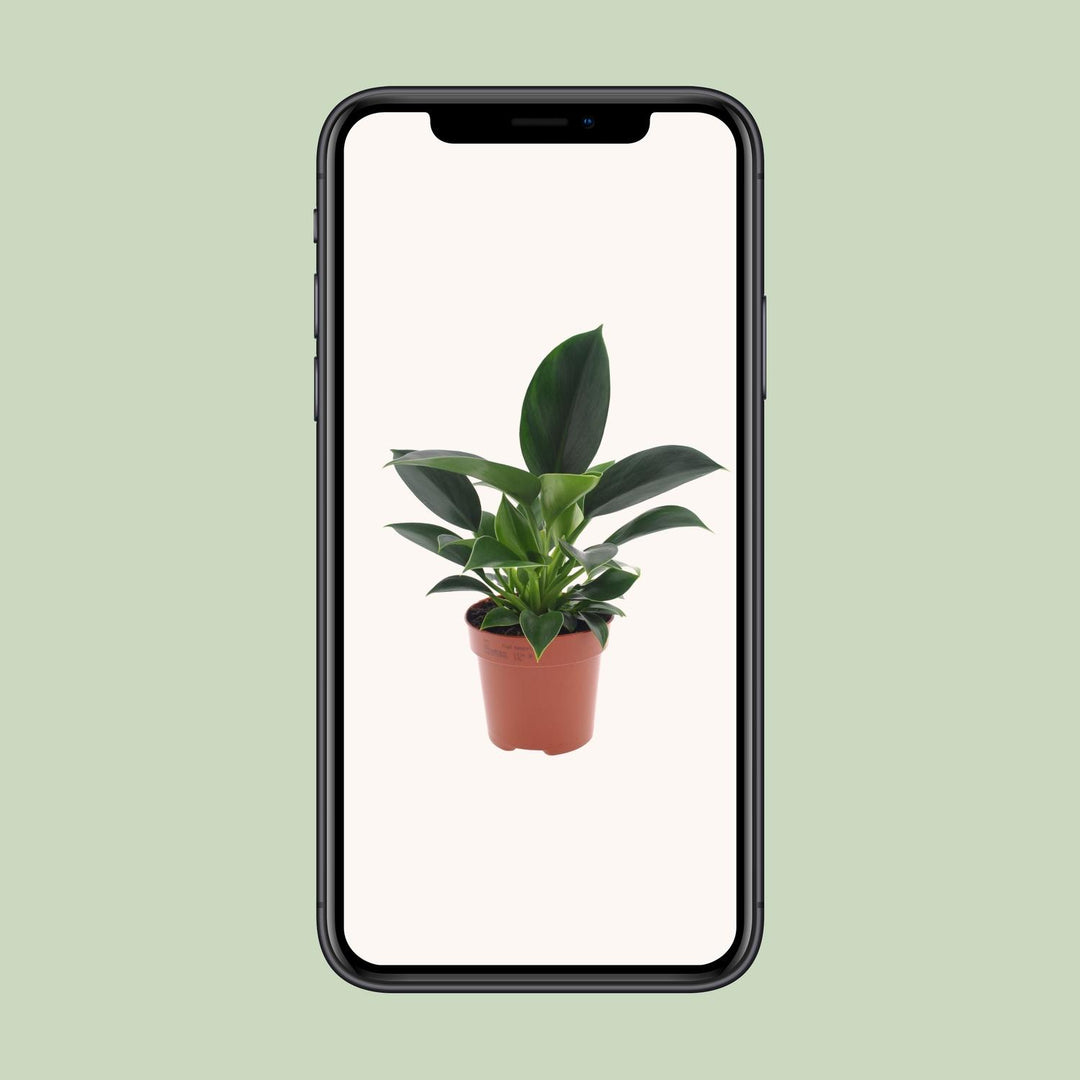Philodendron Green Princess - 12cm Pot Indoor Houseplant Easy Care