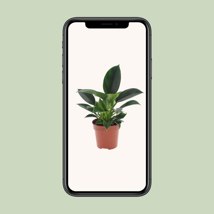 Philodendron Green Princess - 12cm Pot Indoor Houseplant Easy Care