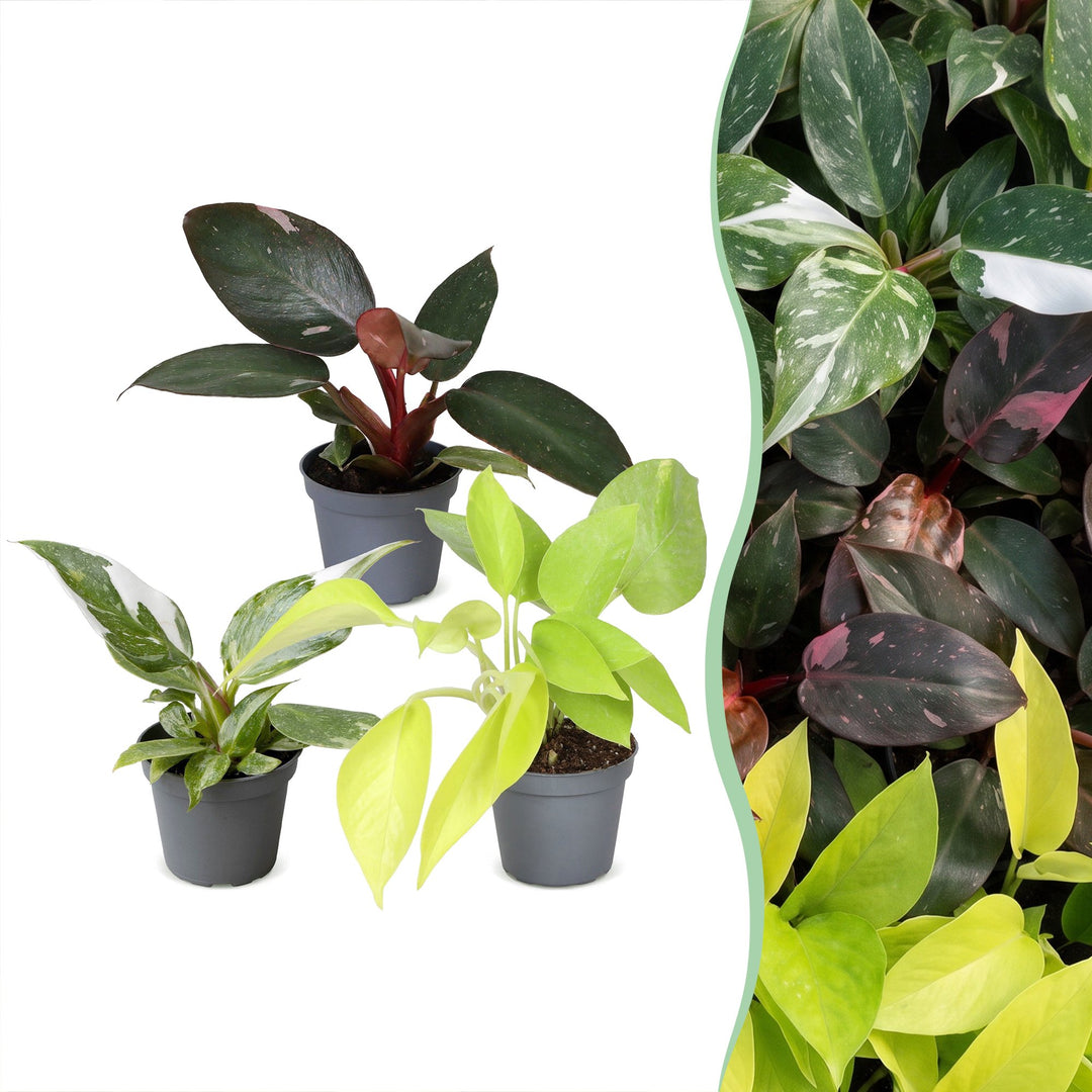 Baby Philodendron Tricolour trio, 3 indoor plants in 6cm pots