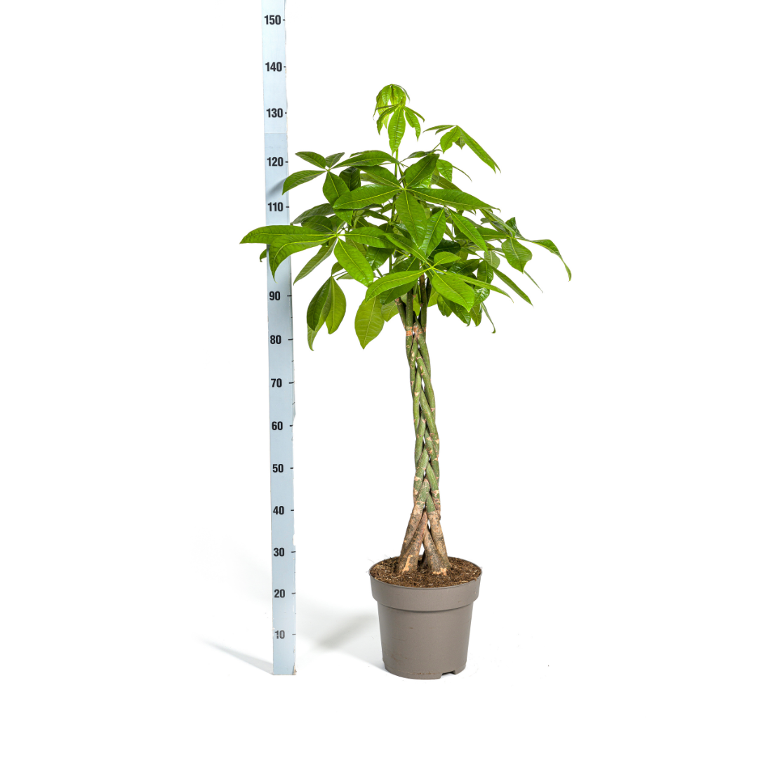 Money Tree (Pachira aquatica) - view 5