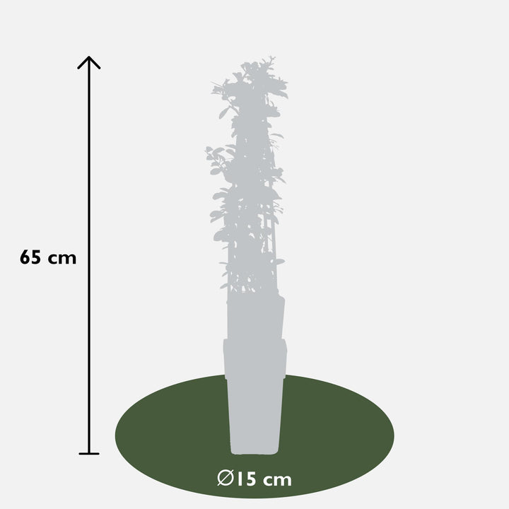 4x - Pyracantha 'Orange Glow' - ↨65cm - Ø15