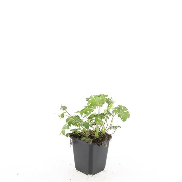 Geranium 'Cambridge' plant in a 9cm black pot, 10-25cm tall, featuring lush green foliage, by Everspring.
