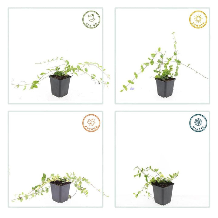 6x Vinca minor 'Blue and Gold' - ↕10-25cm - Ø9cm